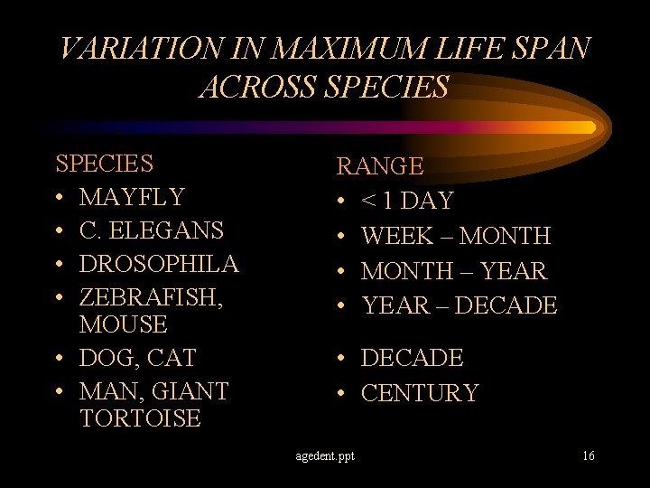 VARIATION IN MAXIMUM LIFE SPAN ACROSS SPECIES • MAYFLY • C. ELEGANS • DROSOPHILA