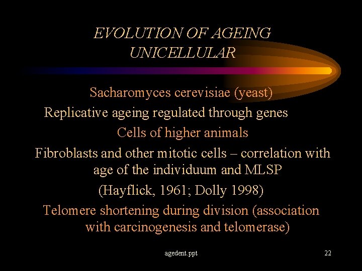 EVOLUTION OF AGEING UNICELLULAR Sacharomyces cerevisiae (yeast) Replicative ageing regulated through genes Cells of