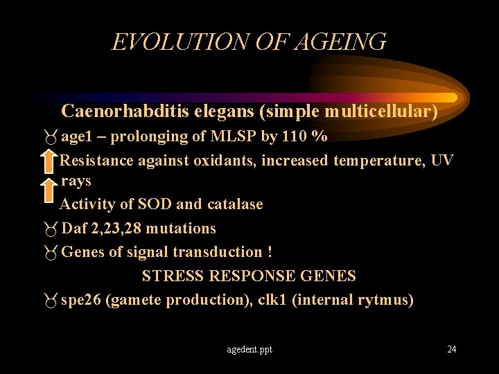 EVOLUTION OF AGEING Caenorhabditis elegans (simple multicellular) _ age 1 – prolonging of MLSP