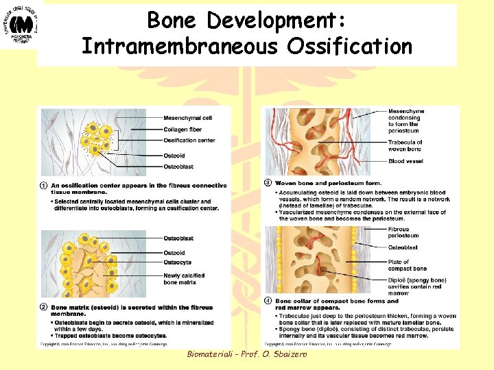 Bone Development: Intramembraneous Ossification Biomateriali - Prof. O. Sbaizero 