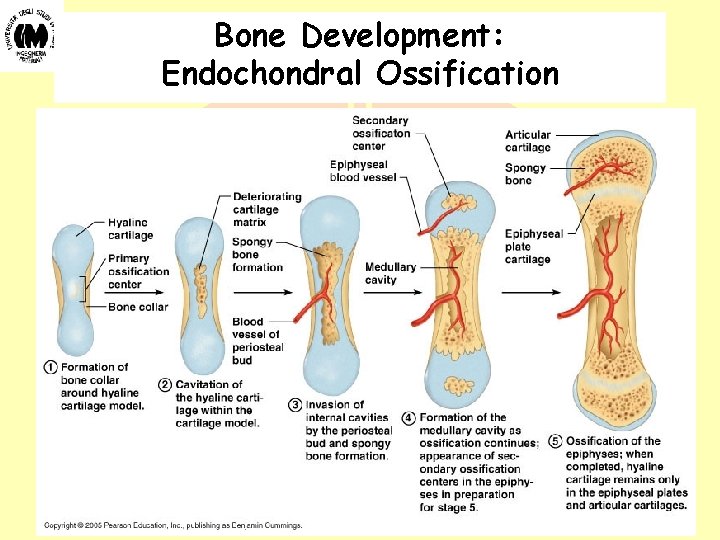 Bone Development: Endochondral Ossification Biomateriali - Prof. O. Sbaizero 