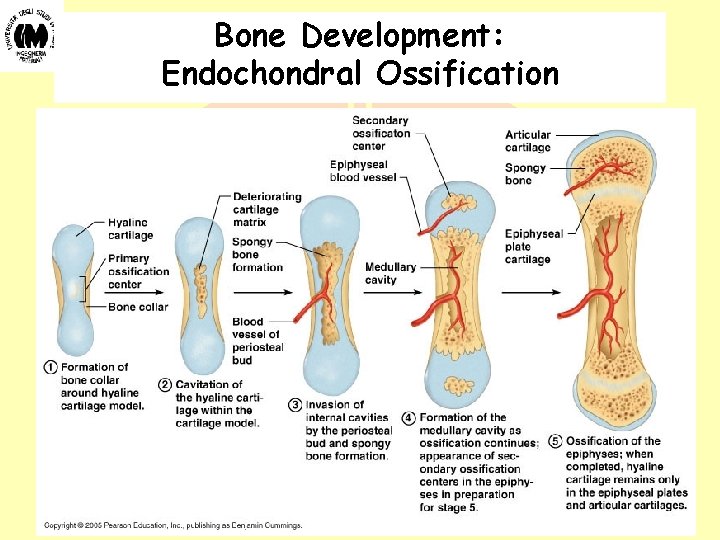 Bone Development: Endochondral Ossification Biomateriali - Prof. O. Sbaizero Bone Development: Endochondral Ossification Biomateriali - Prof. O. Sbaizero
