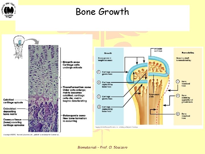 Bone Growth Biomateriali - Prof. O. Sbaizero Bone Growth Biomateriali - Prof. O. Sbaizero