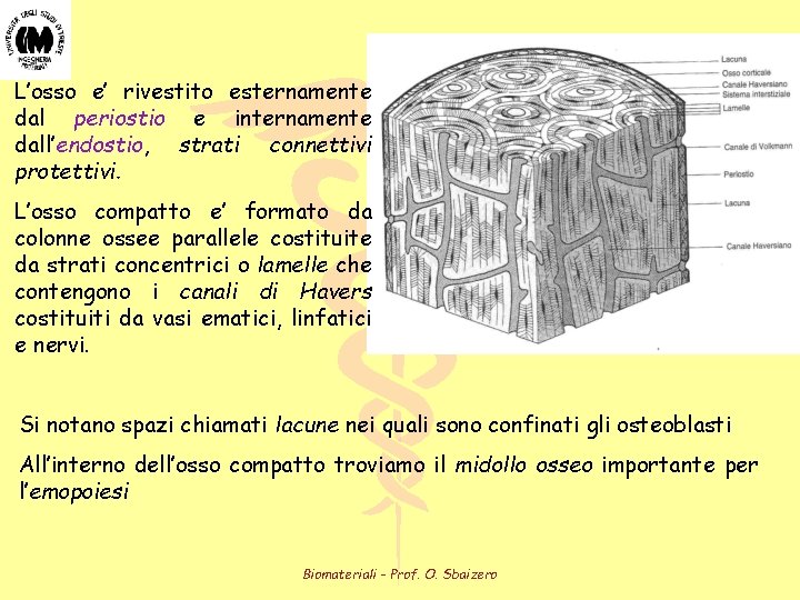 L’osso e’ rivestito esternamente dal periostio e internamente dall’endostio, strati connettivi protettivi. le ossa