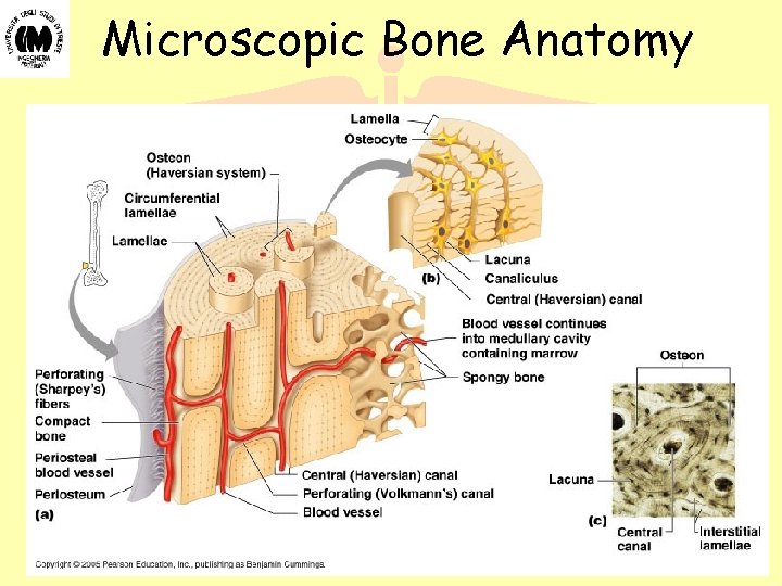 Microscopic Bone Anatomy Biomateriali - Prof. O. Sbaizero Microscopic Bone Anatomy Biomateriali - Prof. O. Sbaizero