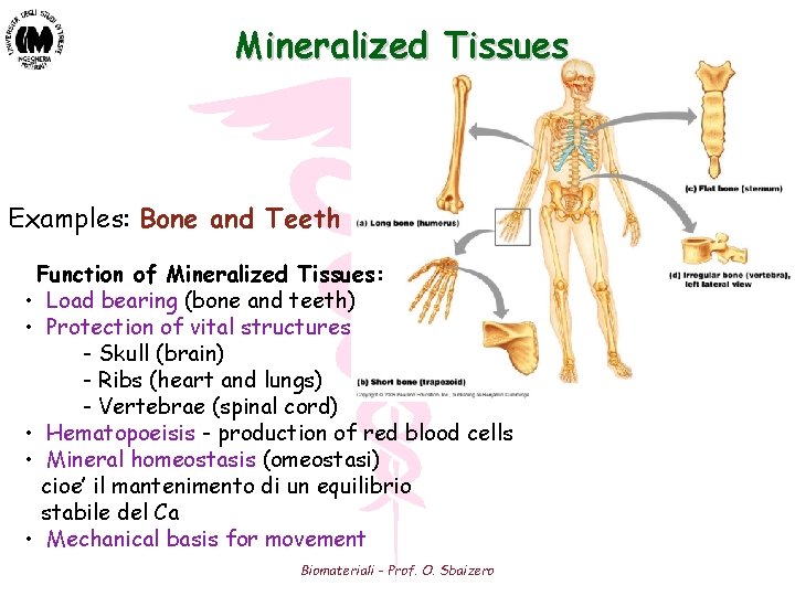 Mineralized Tissues Examples: Bone and Teeth Function of Mineralized Tissues: • Load bearing (bone