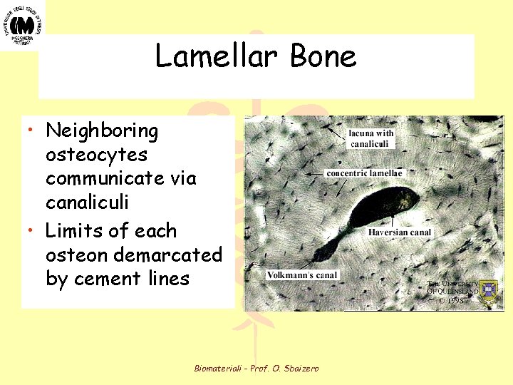 Lamellar Bone • Neighboring osteocytes communicate via canaliculi • Limits of each osteon demarcated