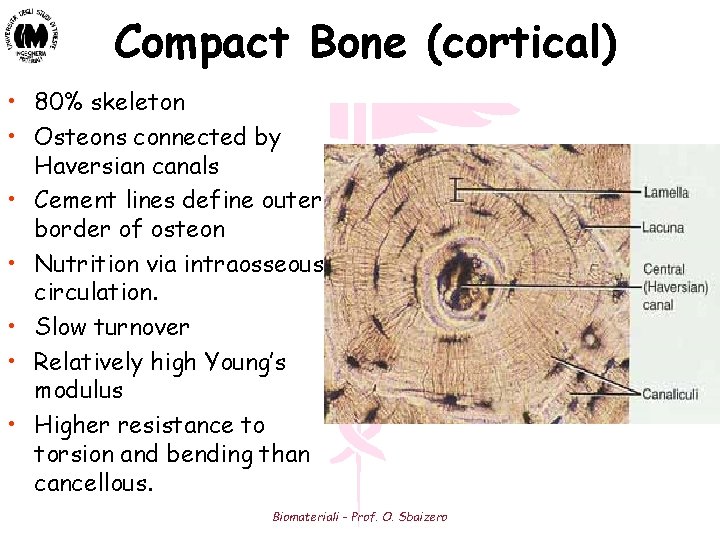 Compact Bone (cortical) • 80% skeleton • Osteons connected by Haversian canals • Cement