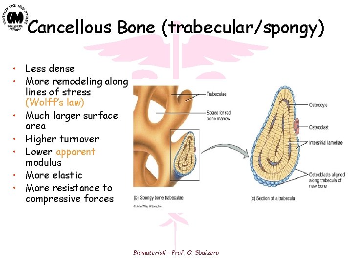 Cancellous Bone (trabecular/spongy) • Less dense • More remodeling along lines of stress (Wolff’s Cancellous Bone (trabecular/spongy) • Less dense • More remodeling along lines of stress (Wolff’s