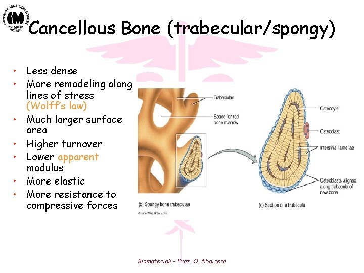 Cancellous Bone (trabecular/spongy) • Less dense • More remodeling along lines of stress (Wolff’s