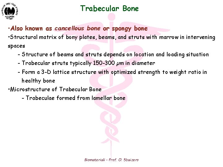 Trabecular Bone • Also known as cancellous bone or spongy bone • Structural matrix