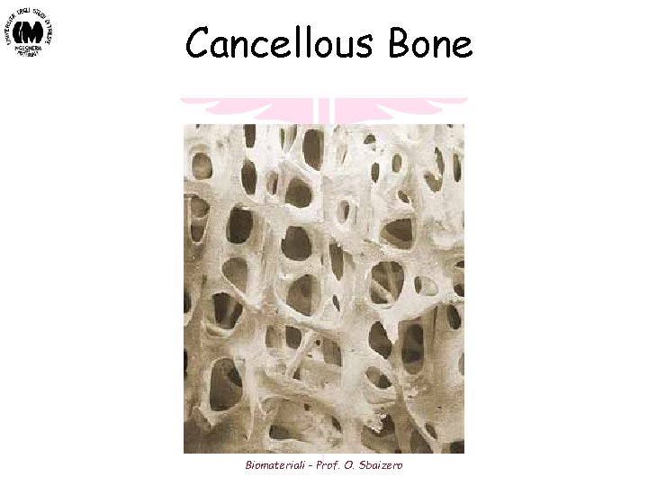 Cancellous Bone Biomateriali - Prof. O. Sbaizero 