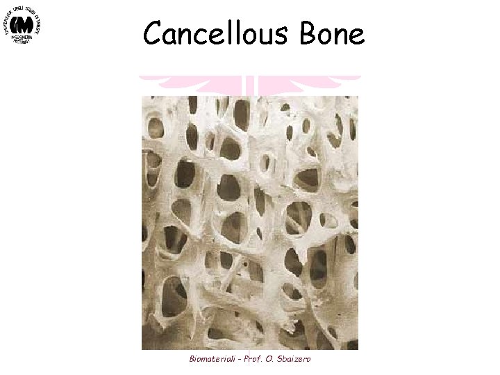 Cancellous Bone Biomateriali - Prof. O. Sbaizero Cancellous Bone Biomateriali - Prof. O. Sbaizero