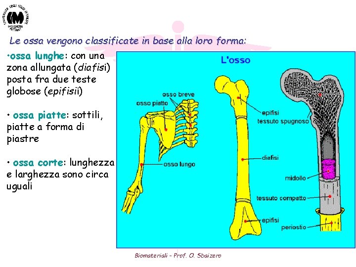 Le ossa vengono classificate in base alla loro forma: • ossa lunghe: con una Le ossa vengono classificate in base alla loro forma: • ossa lunghe: con una