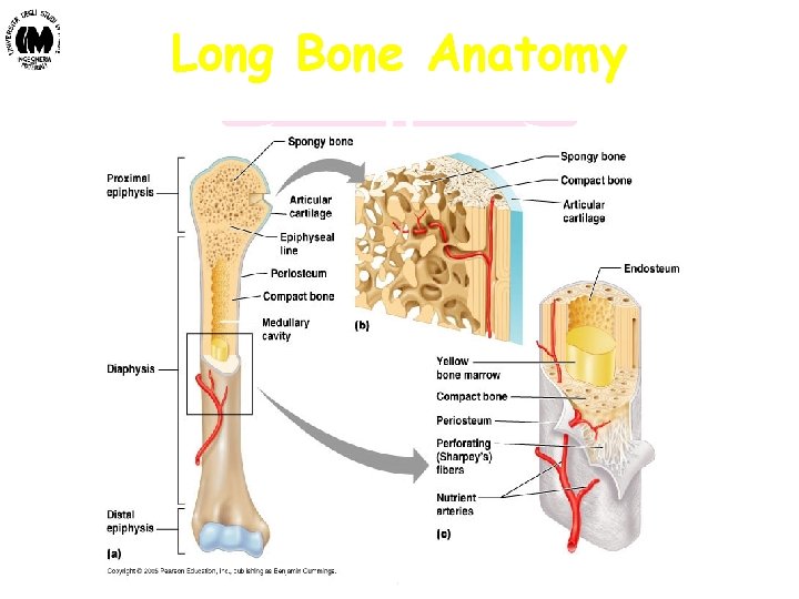 Long Bone Anatomy Biomateriali - Prof. O. Sbaizero 