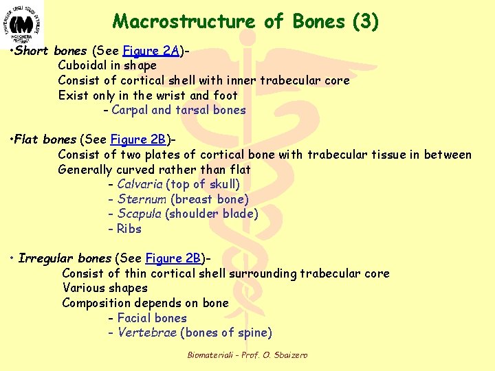 Macrostructure of Bones (3) • Short bones (See Figure 2 A)Cuboidal in shape Consist