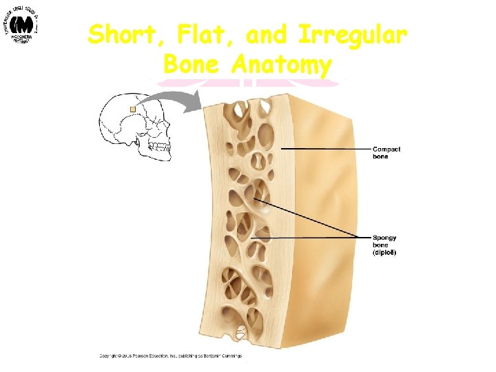 Short, Flat, and Irregular Bone Anatomy Biomateriali - Prof. O. Sbaizero 