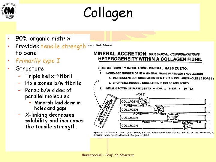 Collagen • 90% organic matrix • Provides tensile strength to bone • Primarily type