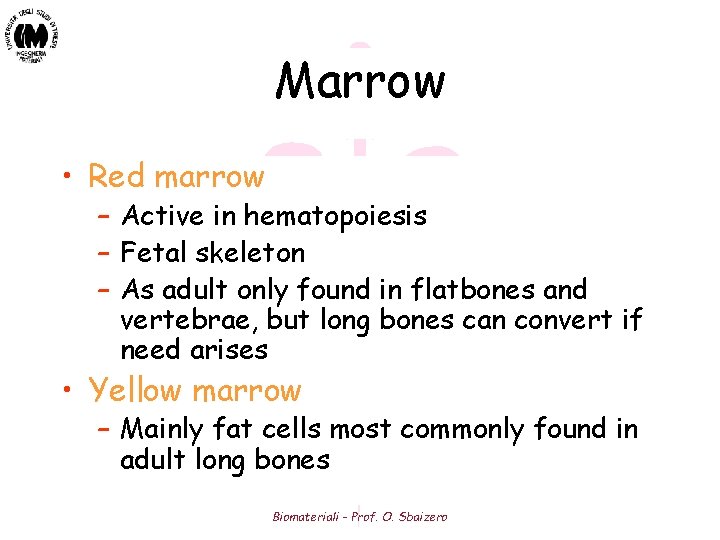 Marrow • Red marrow – Active in hematopoiesis – Fetal skeleton – As adult