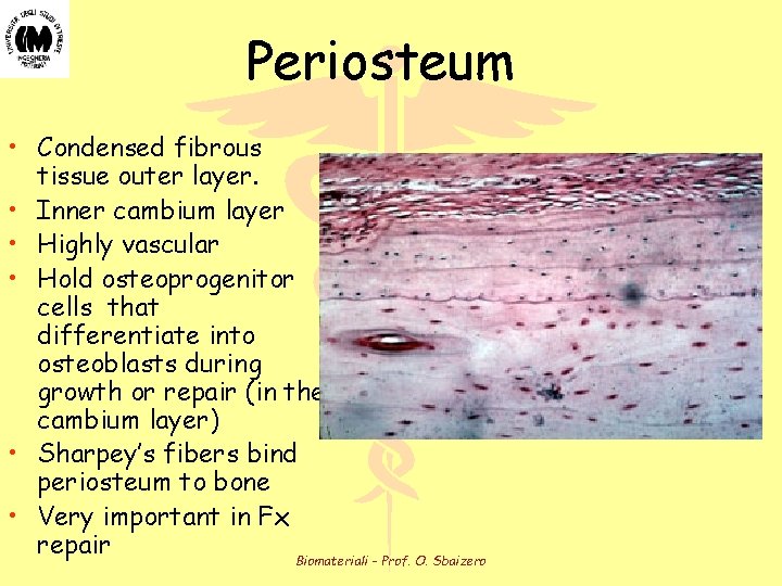 Periosteum • Condensed fibrous tissue outer layer. • Inner cambium layer • Highly vascular Periosteum • Condensed fibrous tissue outer layer. • Inner cambium layer • Highly vascular