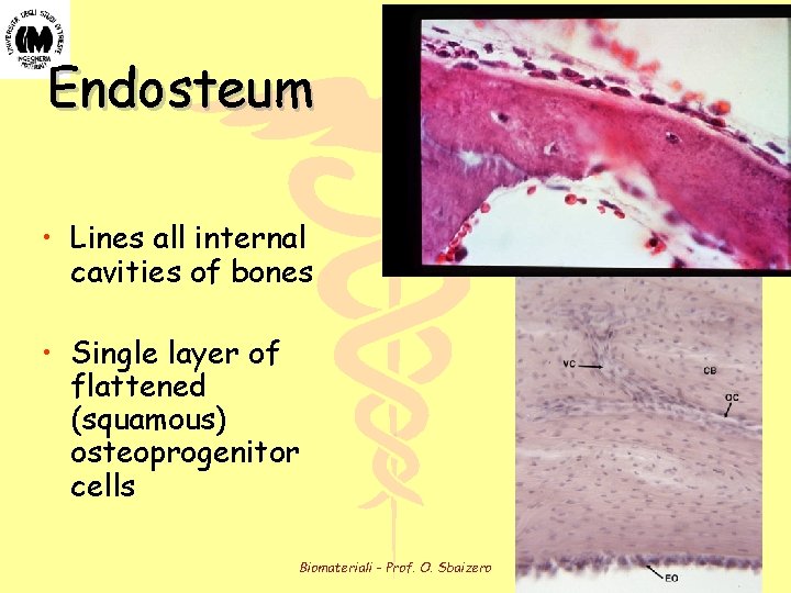 Endosteum • Lines all internal cavities of bones • Single layer of flattened (squamous)