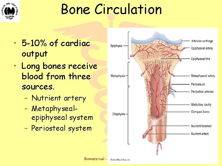 Bone Circulation • 5 -10% of cardiac output • Long bones receive blood from