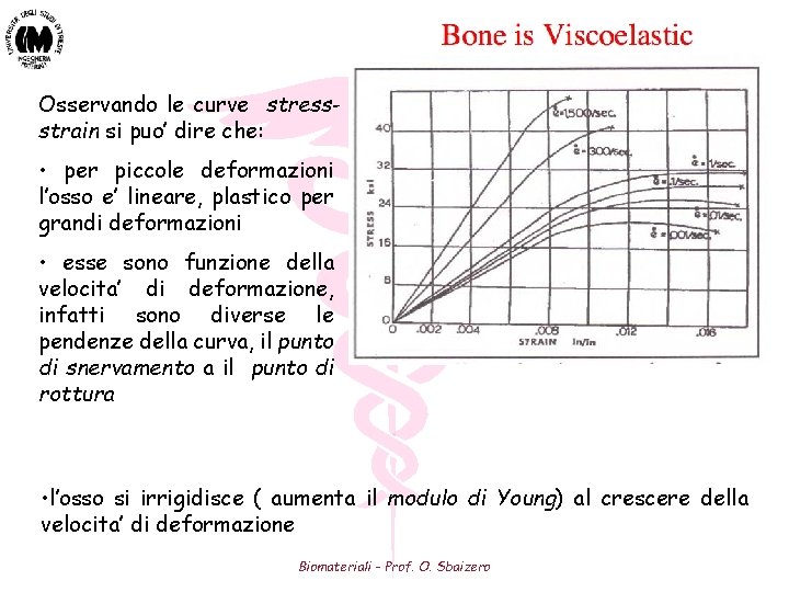 Osservando le curve stressstrain si puo’ dire che: • per piccole deformazioni l’osso e’