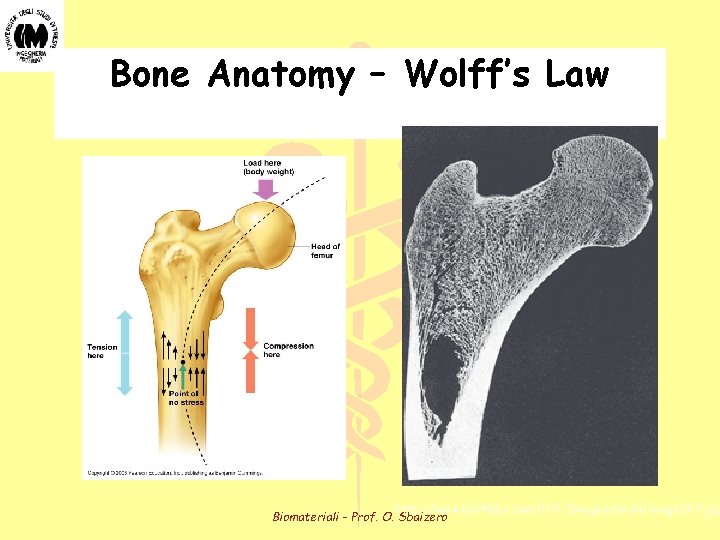 Bone Anatomy – Wolff’s Law http: //www. bartleby. com/107/Images/small/image 247. jpg Biomateriali - Prof.