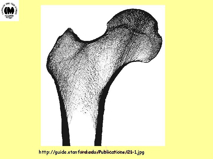 Biomateriali - Prof. O. Sbaizero http: //guide. stanford. edu/Publications/21 -1. jpg Biomateriali - Prof. O. Sbaizero http: //guide. stanford. edu/Publications/21 -1. jpg