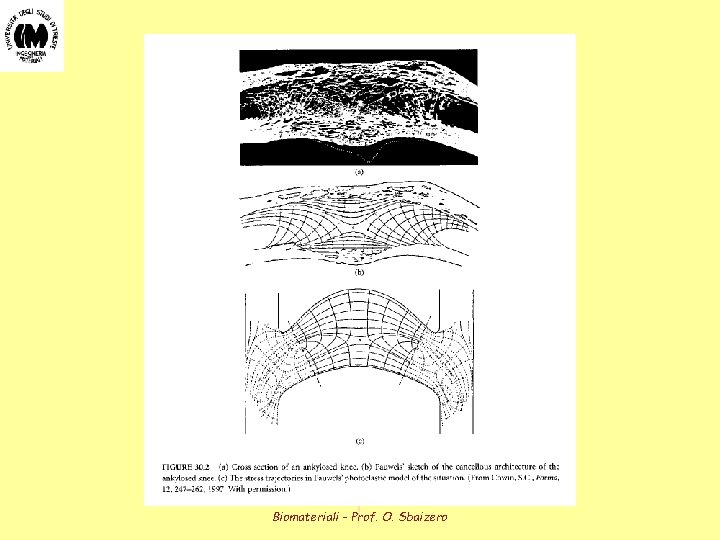 Biomateriali - Prof. O. Sbaizero 