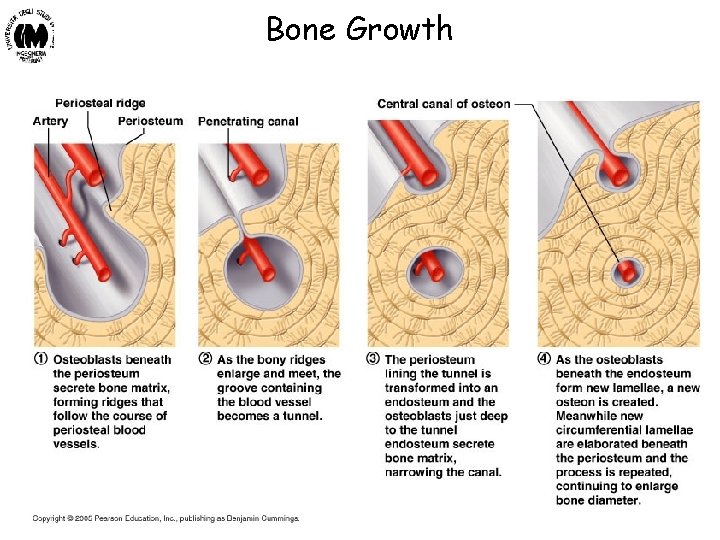 Bone Growth Biomateriali - Prof. O. Sbaizero 
