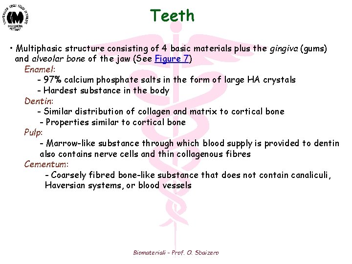 Teeth • Multiphasic structure consisting of 4 basic materials plus the gingiva (gums) and