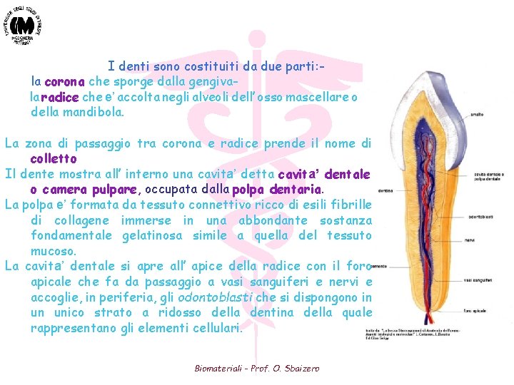 I denti sono costituiti da due parti: la corona che sporge dalla gengivala radice