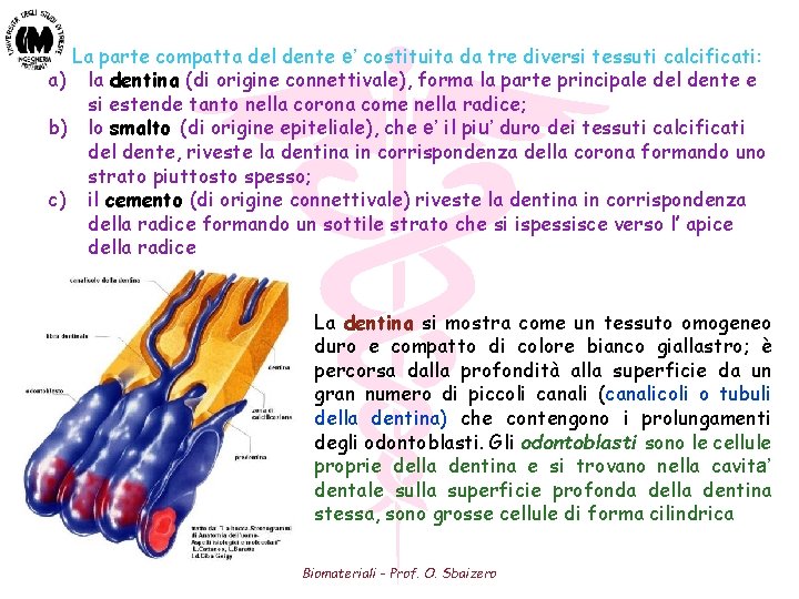 La parte compatta del dente e’ costituita da tre diversi tessuti calcificati: a) la