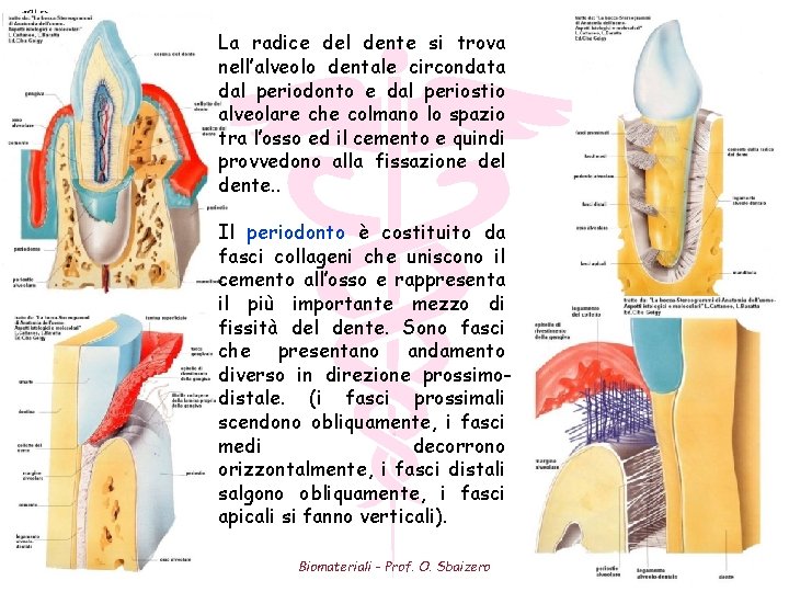 La radice del dente si trova nell’alveolo dentale circondata dal periodonto e dal periostio