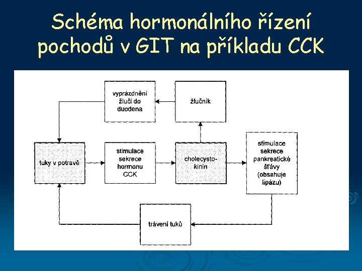 Schéma hormonálního řízení pochodů v GIT na příkladu CCK 