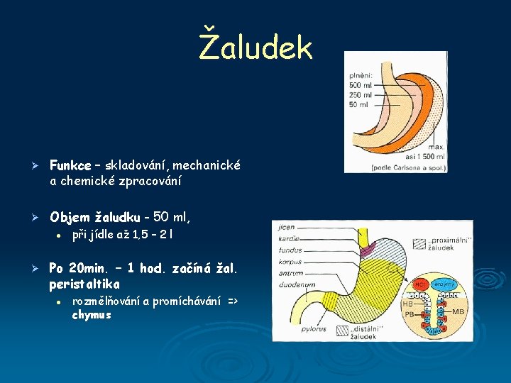 Žaludek Ø Funkce – skladování, mechanické a chemické zpracování Ø Objem žaludku - 50