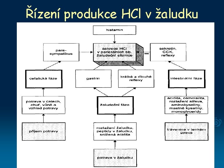 Řízení produkce HCl v žaludku 