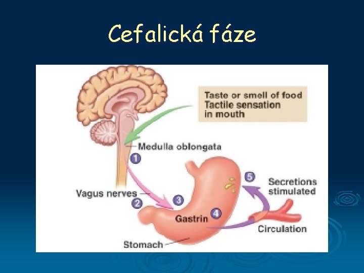 Cefalická fáze 