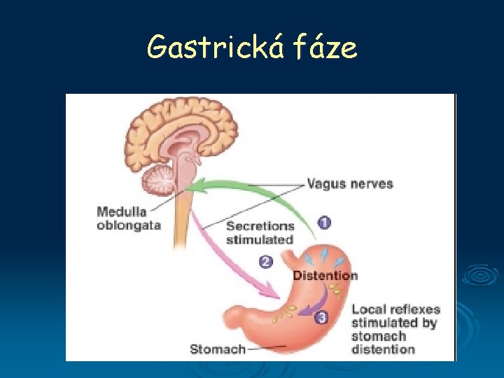 Gastrická fáze 