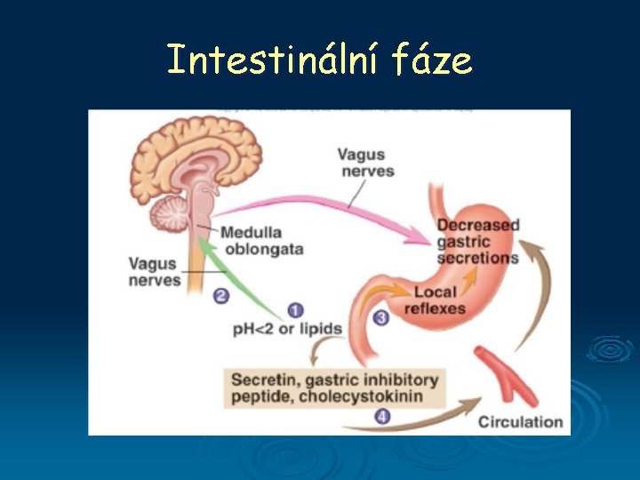 Intestinální fáze 