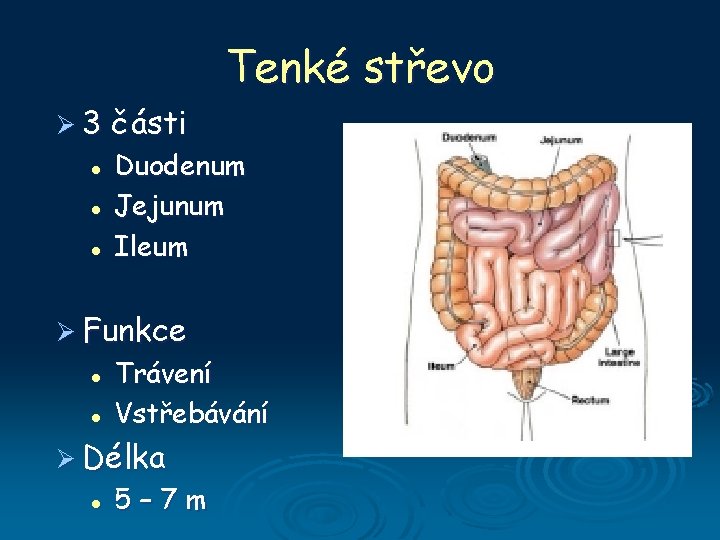 Tenké střevo Ø 3 l l l části Duodenum Jejunum Ileum Ø Funkce l