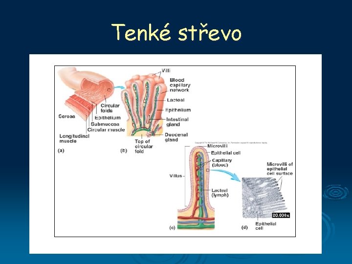 Tenké střevo 