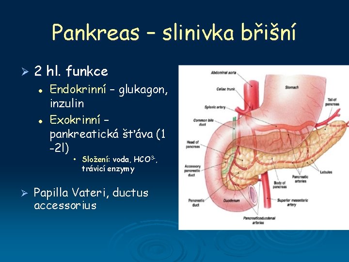 Pankreas – slinivka břišní Ø 2 hl. funkce l l Endokrinní – glukagon, inzulin