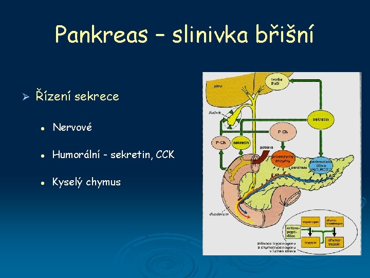 Pankreas – slinivka břišní Ø Řízení sekrece l Nervové l Humorální - sekretin, CCK