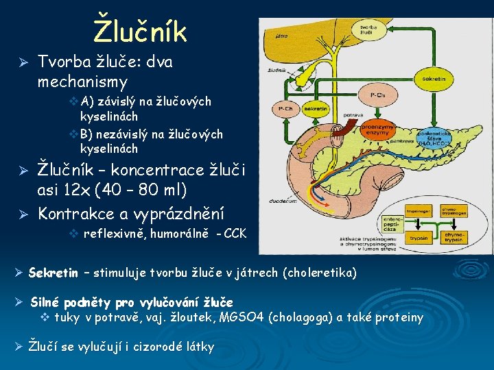 Žlučník Ø Tvorba žluče: dva mechanismy v A) závislý na žlučových kyselinách v B)