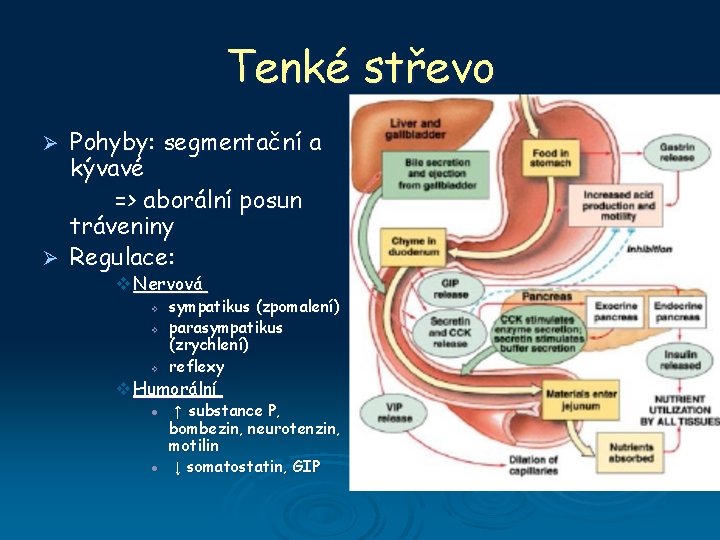 Tenké střevo Pohyby: segmentační a kývavé => aborální posun tráveniny Ø Regulace: Ø v