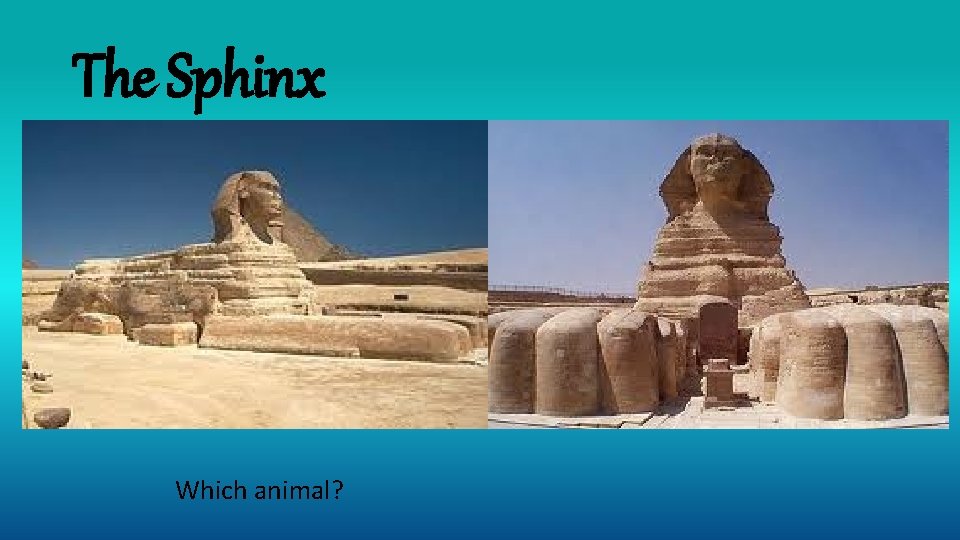 The Sphinx Which animal? 