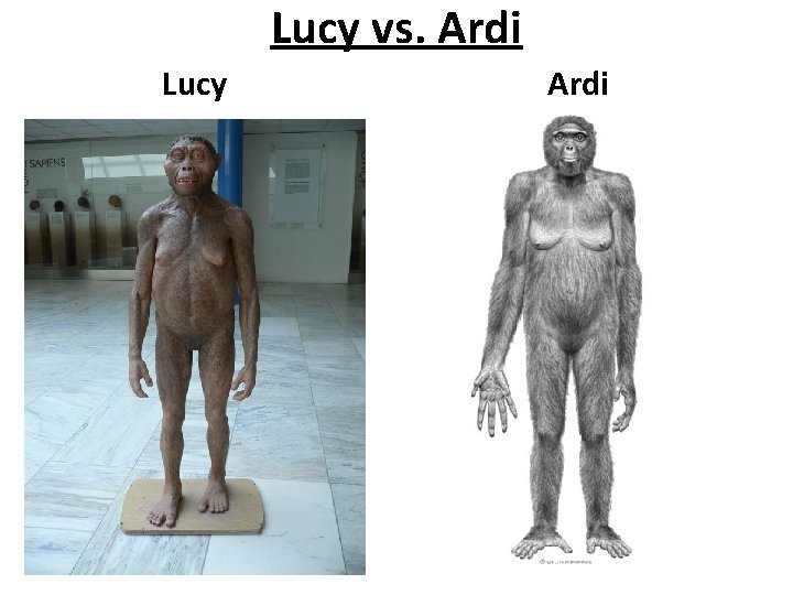 Lucy vs. Ardi Lucy Ardi 