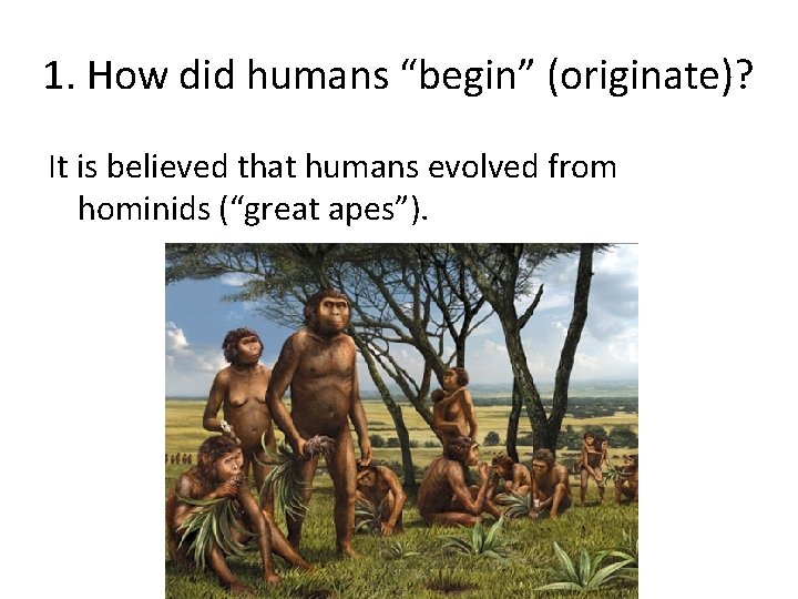1. How did humans “begin” (originate)? It is believed that humans evolved from hominids